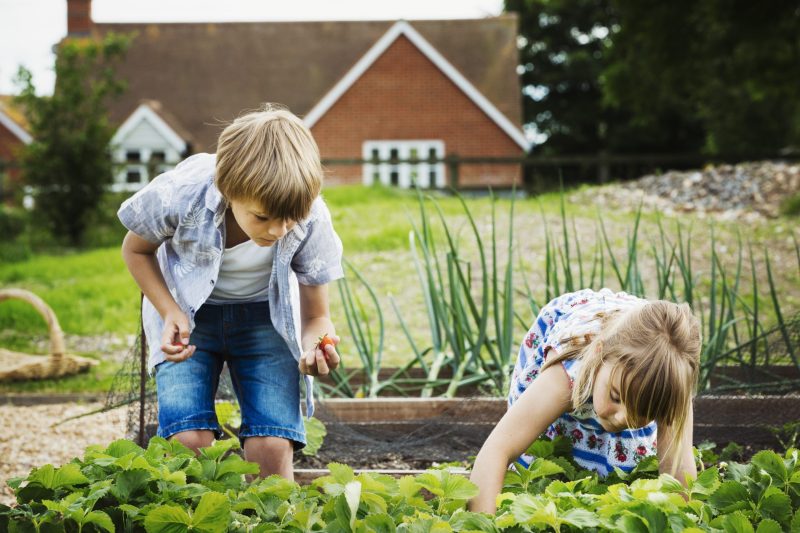 Lire la suite à propos de l’article Cultivez des produits biologiques pour votre famille grâce à ces conseils